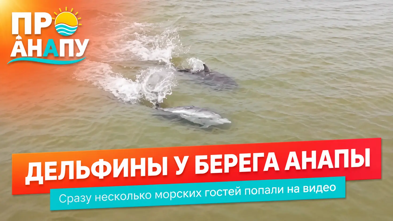 В Анапе заметили сразу несколько дельфинов у берега