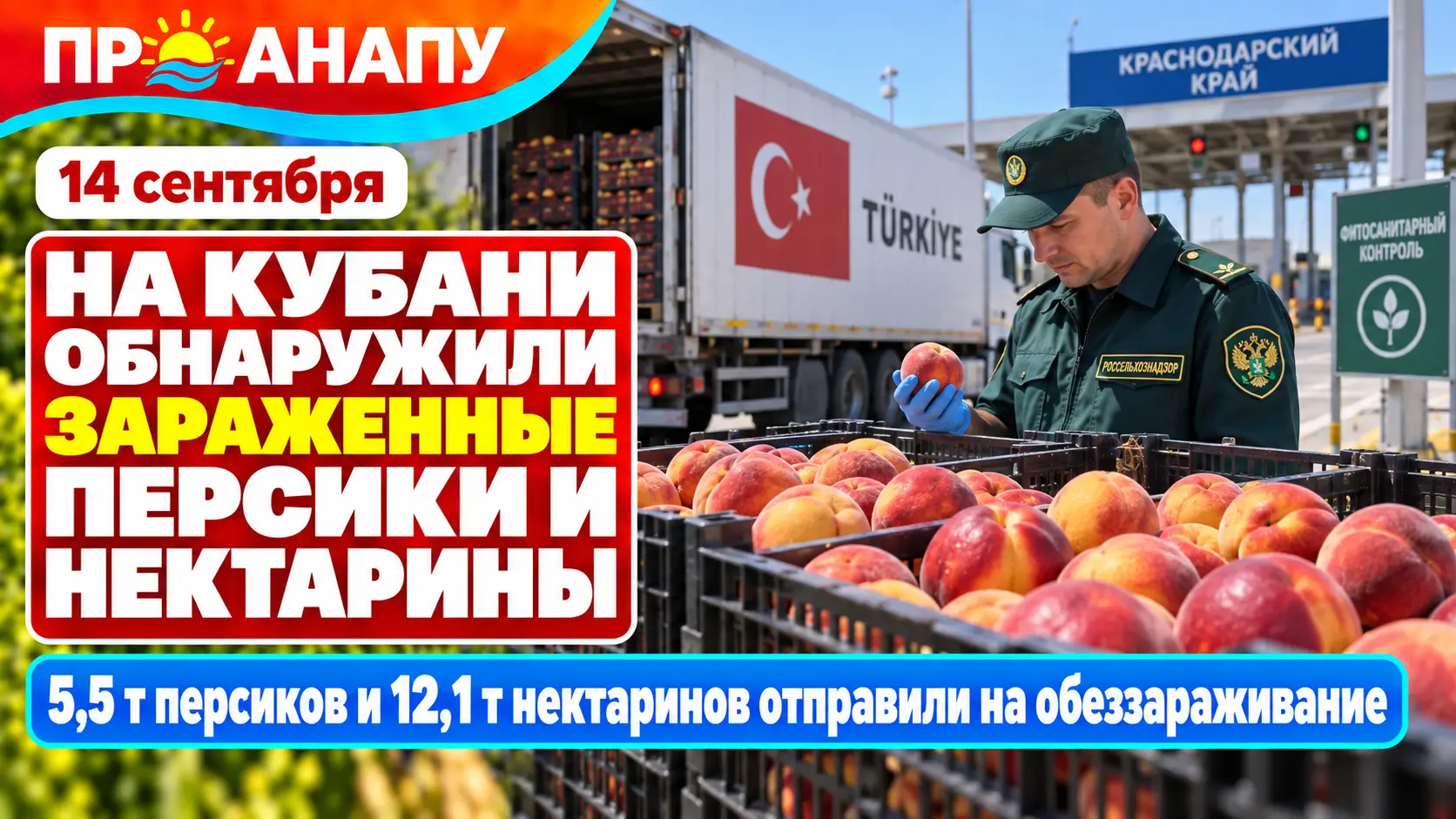 На Кубани обнаружили заражённые персики и нектарины из Турции