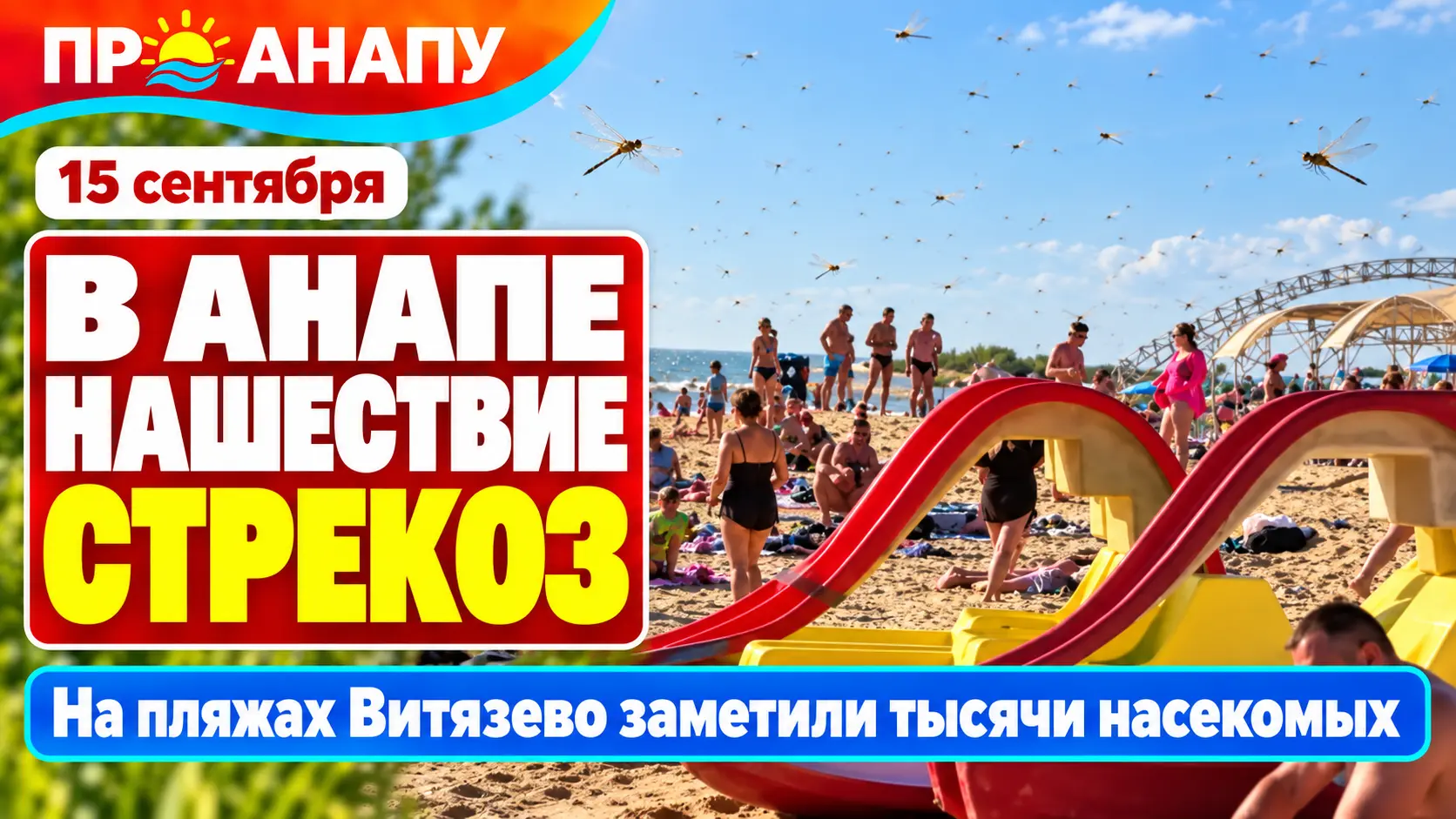 Тысячи стрекоз заполонили пляжи Анапы