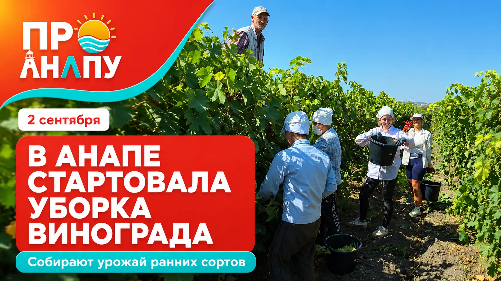 В Анапе стартовала уборка винограда