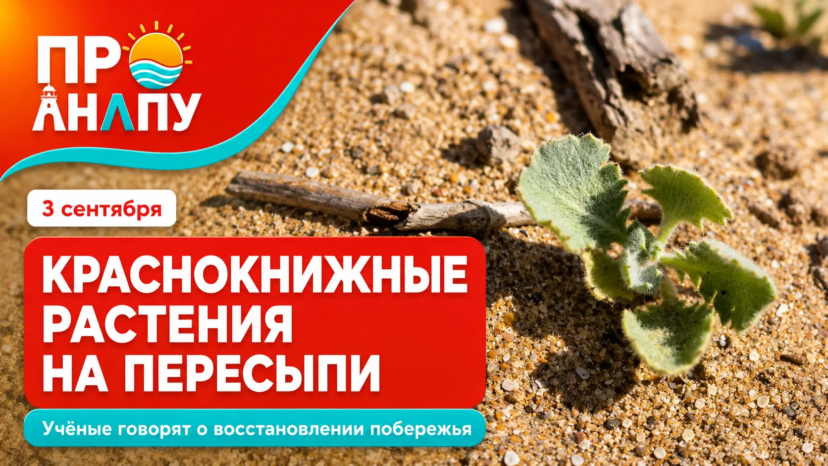 На Анапской пересыпи нашли краснокнижные растения — учёные увидели в этом признаки восстановления побережья