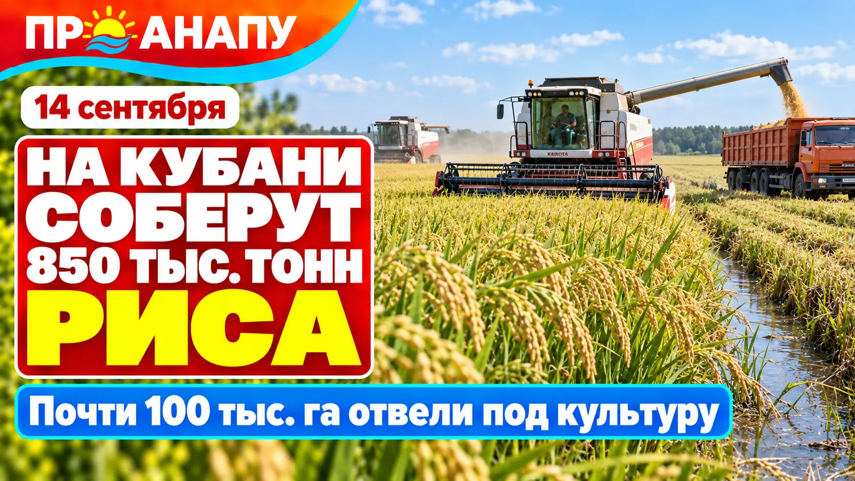 На Кубани планируют собрать более 850 тысяч тонн риса
